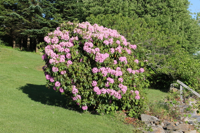 Rhododendrons on shoreline